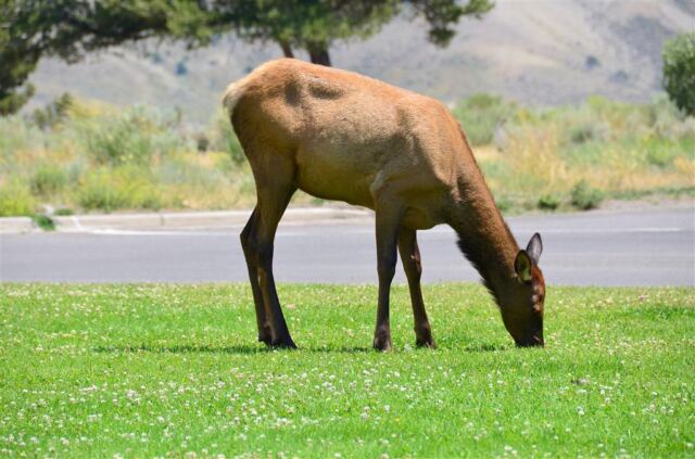 Elk hanging out in 'downtown' Mammoth (3)