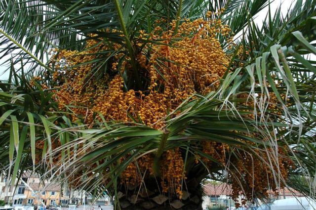 Palm tree