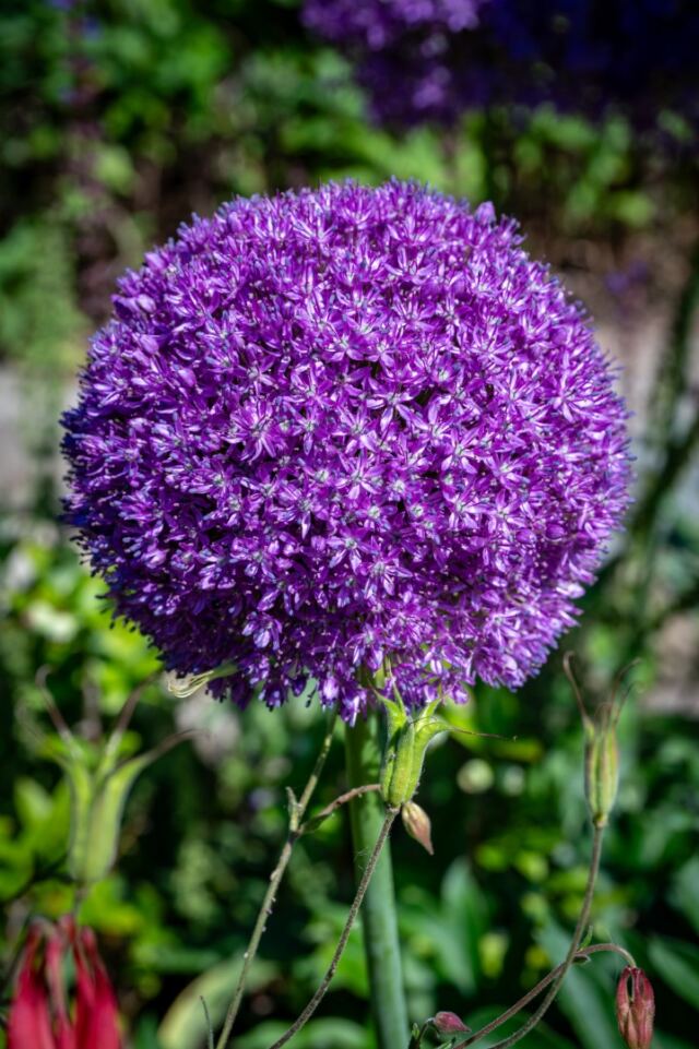 Bishop's Garden 15