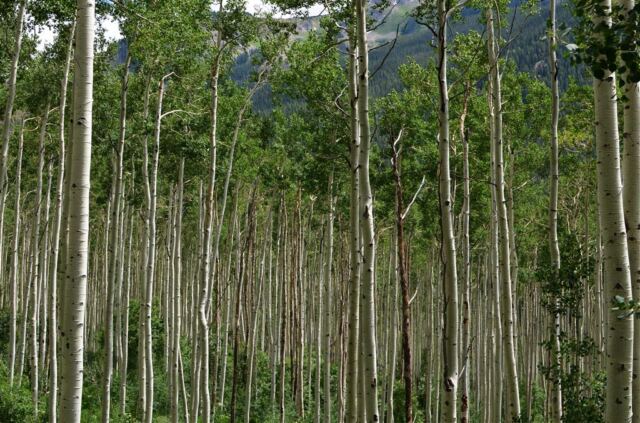 Aspen trees (3)