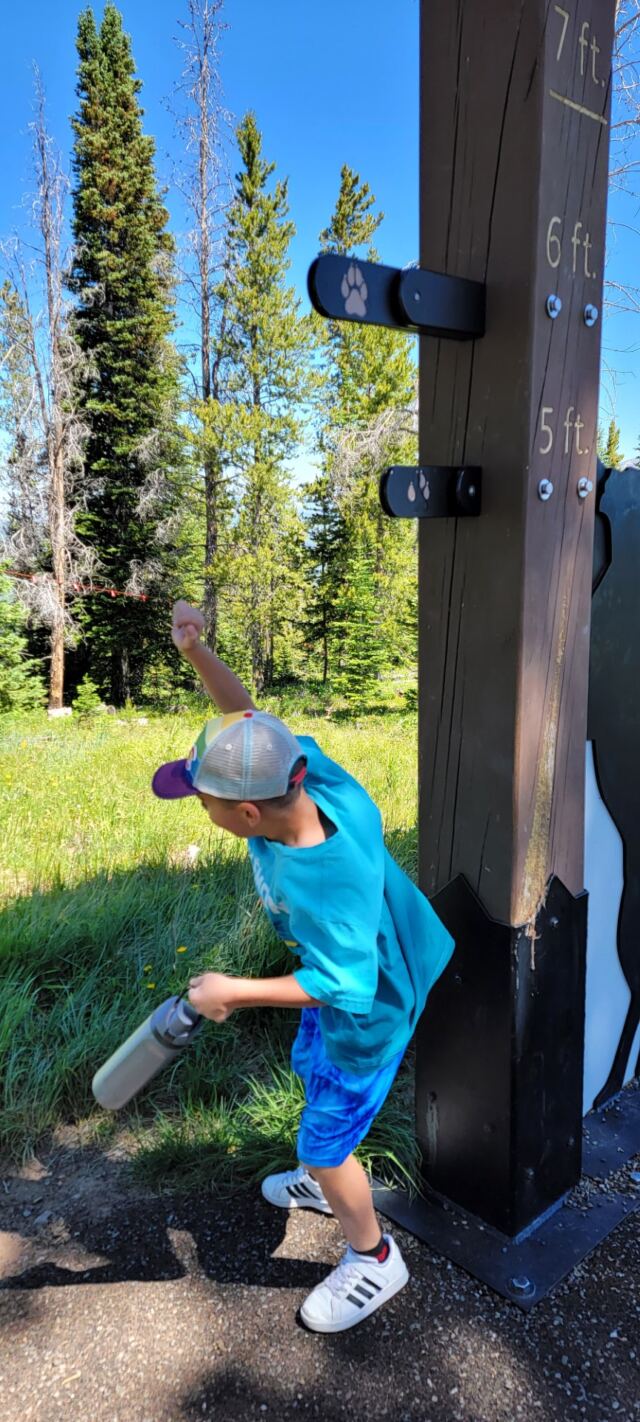 How high can a mountain lion jump 1
