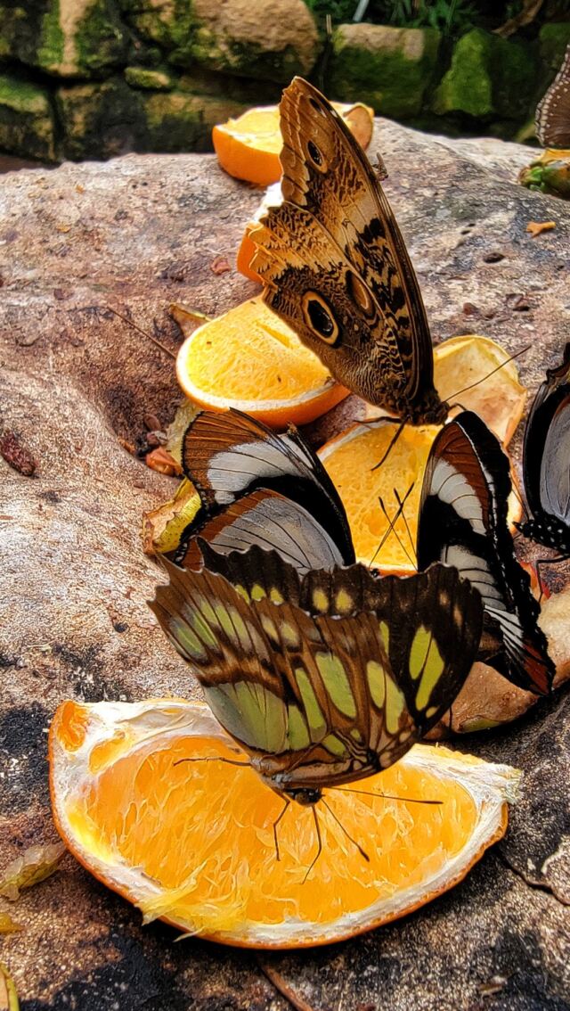 Stratford Upon Avon Butterfly Farm - butterflies (3)