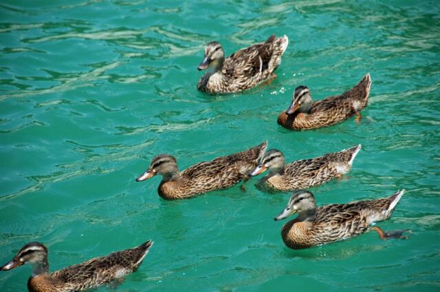 ducks-