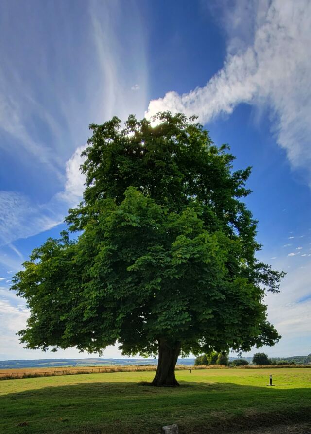 My Favorite Charingworth Tree