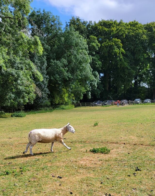 Dover's Hill sheep buddies (08)