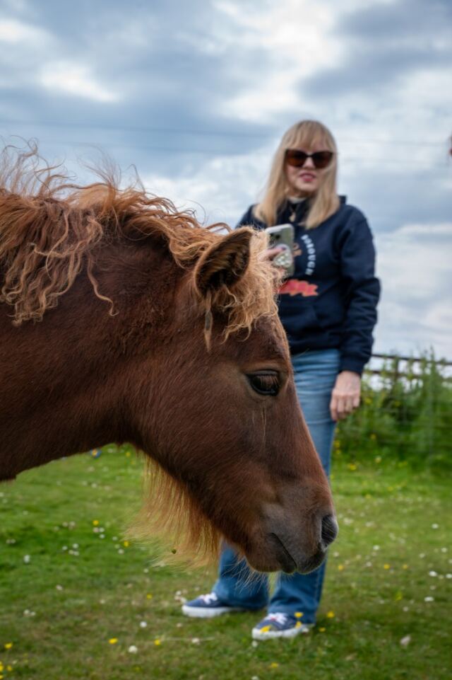 The Shetland Pony Experience 38