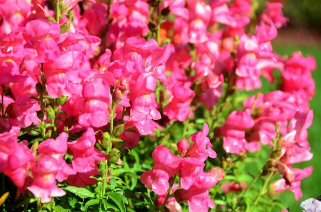 Rustic Inn - flowers (11)