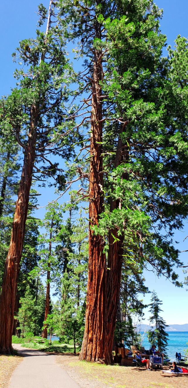 Sugar Pine Point walk 10