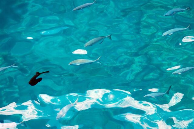 Fish at our snorkel site (4)