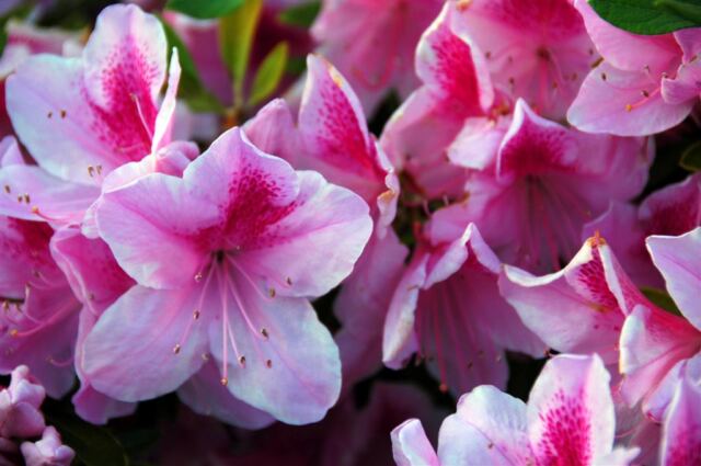 Jackson Square flowers (6)