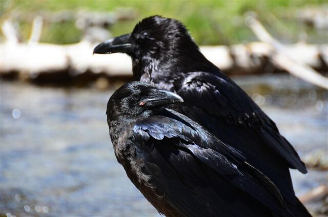 Fairy Falls ravens (7)