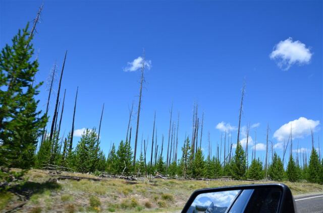 First views of damage from 1988 fires (1)