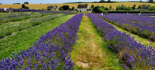 Cotswold Lavender - field views (07)