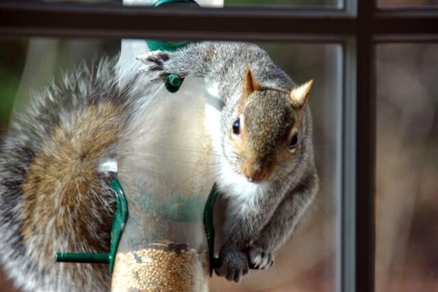 christmas-squirrel