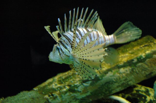 Lion fish