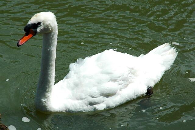 Swan