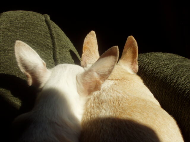 sunlit-bambi-and-nina