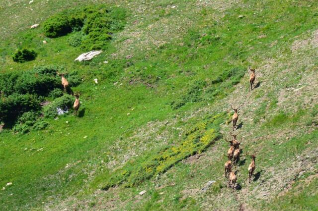 The bulls head back to the cows