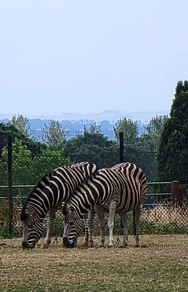 Cotswold Wildlife Park - zebras