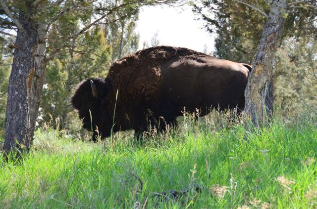 Lamar Valley bison (2)
