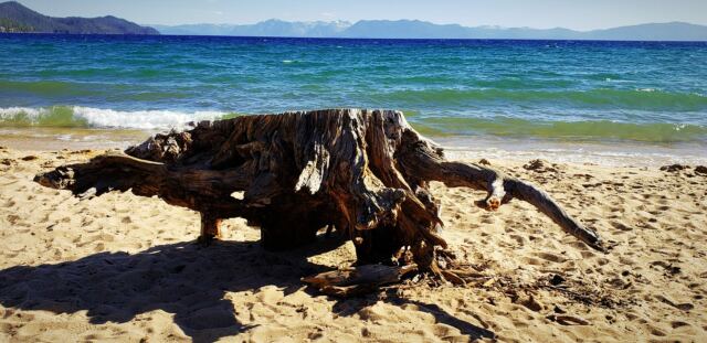 Driftwood or alien crab - not really sure