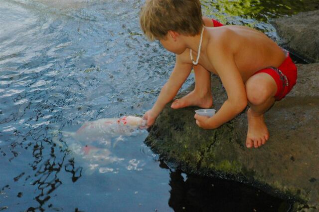 Koi feeding (8)