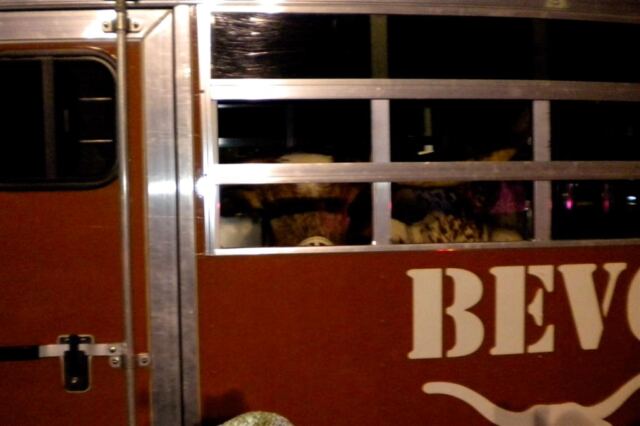 Bevo's trailered up for a well-deserved ride home