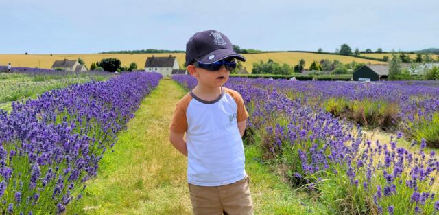 Henry - Cotswold Lavender (3)