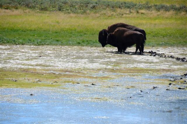 Bison pair
