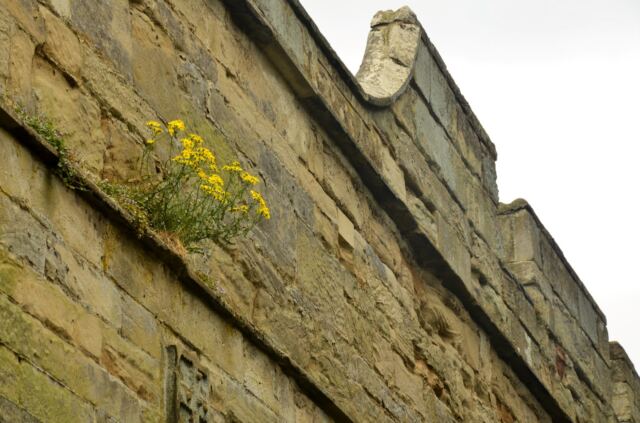 Warwick Castle - flowers grow on the walls