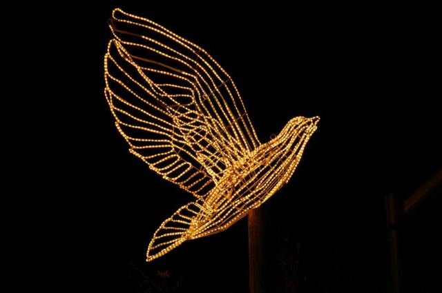 dove