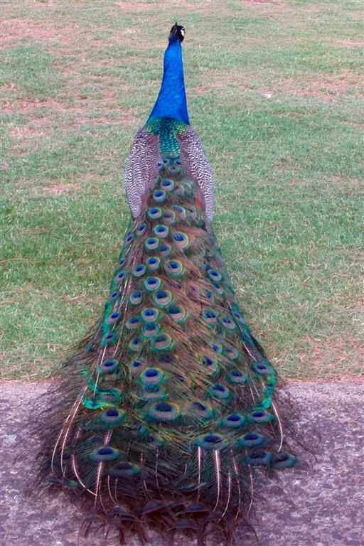 PO - peacock backside