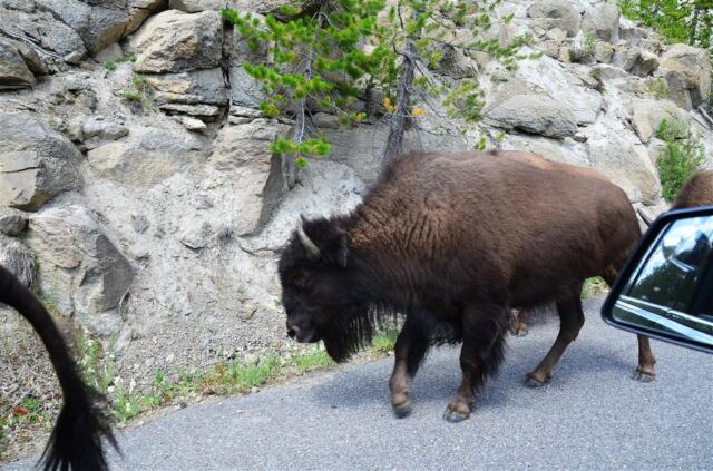 Bison Encounter (14)