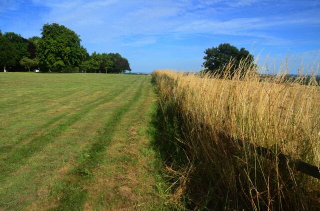 Field's edge (1)