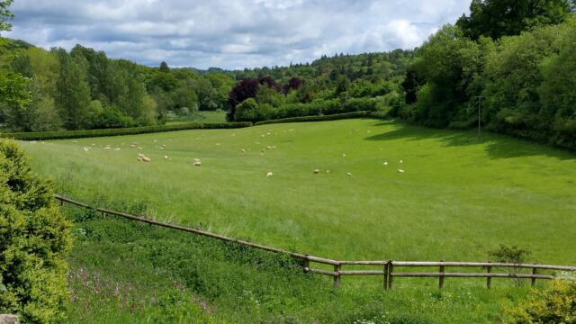 Chedworth Roman Villa - sheep pasture (3)