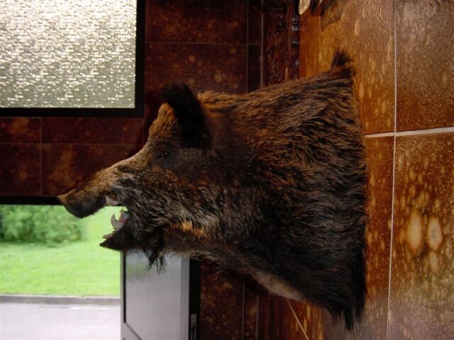 wild-boar-2