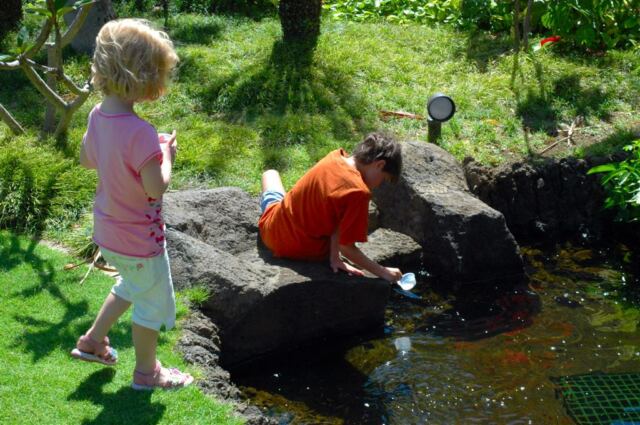 Koi feeding (5)