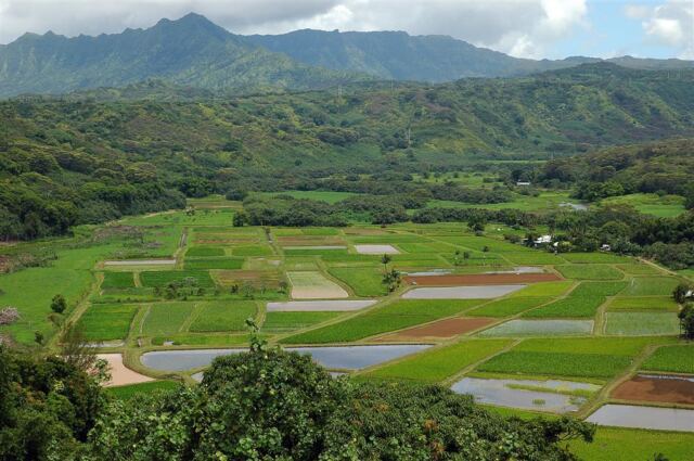 Hanalei Valley (6)