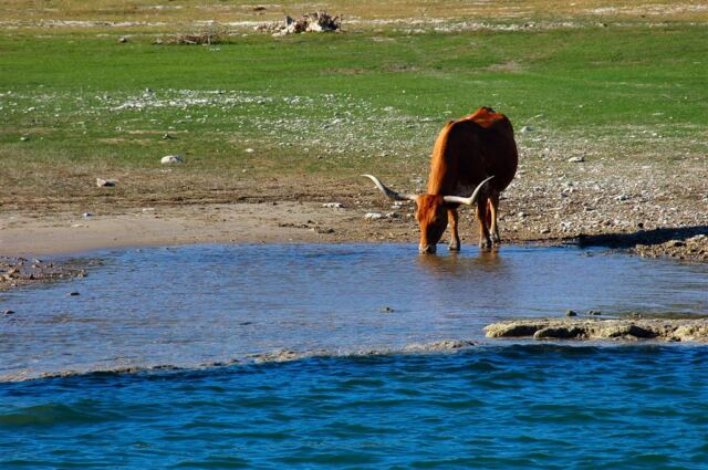 longhorn-reflections-2-