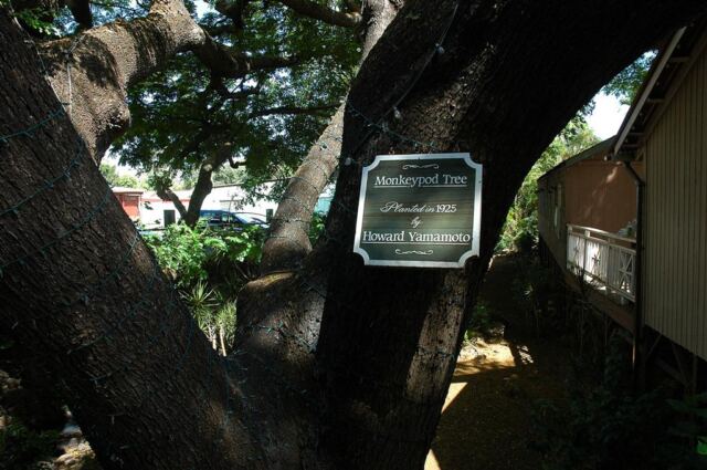 Monkeypod tree