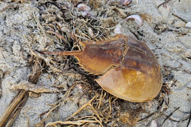 Parker River Beach 04