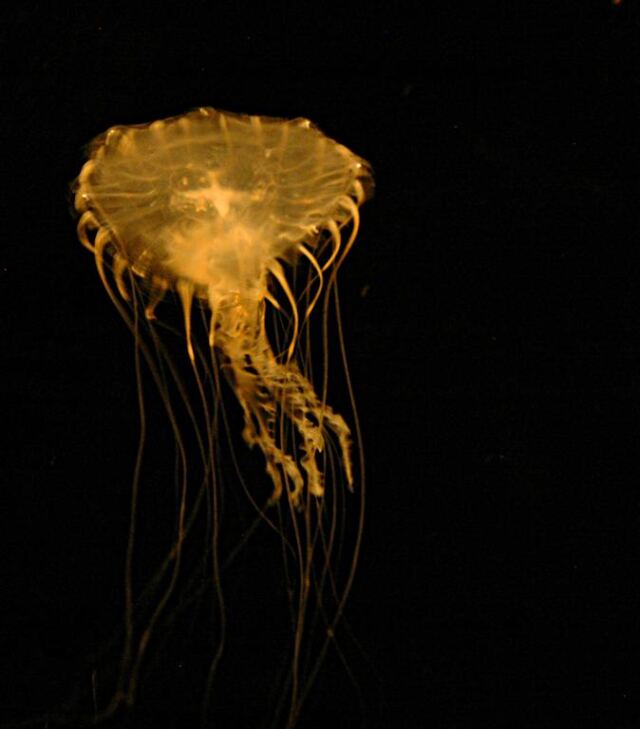 Jellyfish (1)