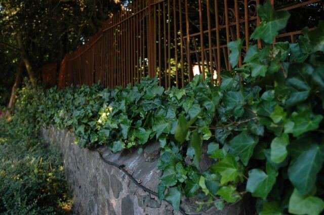Ivy covered stone wall