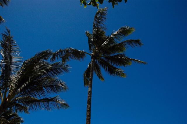 Palm trees and blue skies (4)