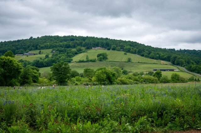 Hillside views 2