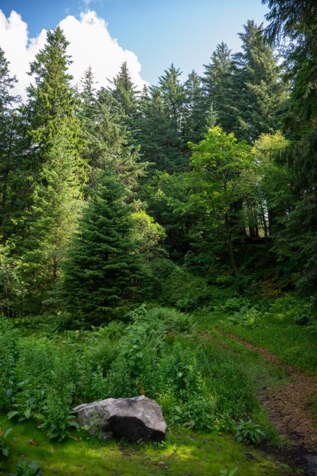 Mt Floyen magical forest 01