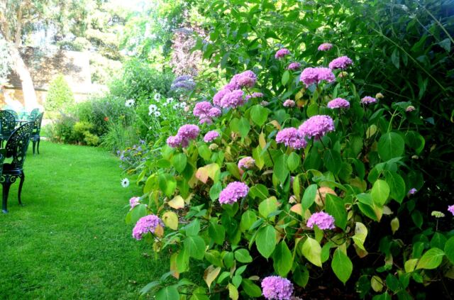 Charingworth flowers (1)