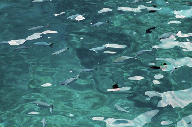 Fish at our snorkel site (1)