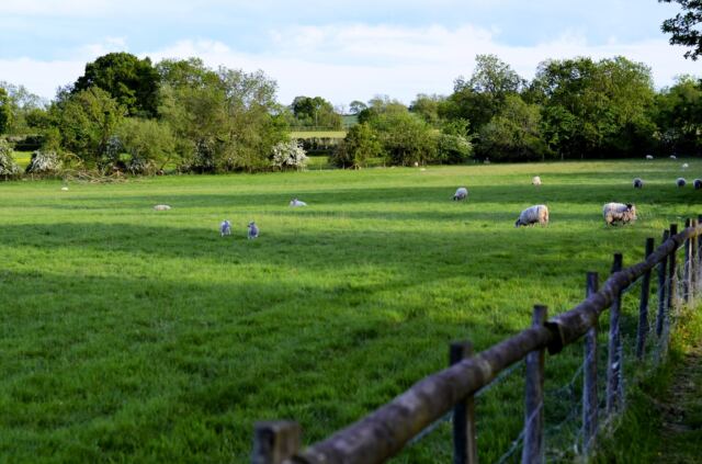 Charingworth sheep field 5
