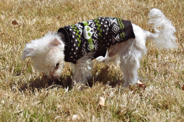 coy-sniffing
